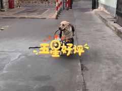 -PETKIT小佩宠物·低压洗护(国顺东路店)