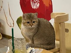 -柴迷FANS CLUB·柴犬狗咖·猫咖