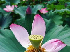 -莲花池公园