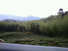 -江西阳明山国家森林公园