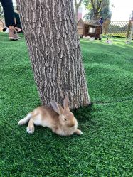 -萌宠亲子动物乐园(槐房万达店)