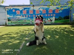 -宠物寄养训练学校