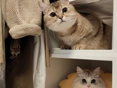 -达爱动物医院·犬猫分区·CT·复杂眼科(远洋山水分院)