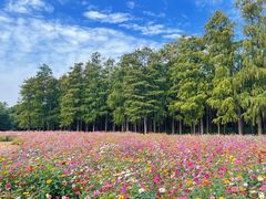 -上海共青森林公园