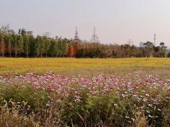 景点-上海长兴岛郊野公园