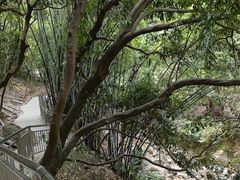 -火炉山森林公园