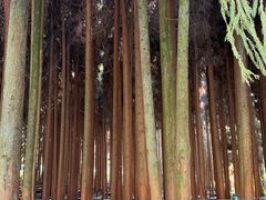 -武陵山森林公园