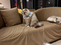 -怪兽屋·羊驼·猫咖·狗咖(俊华广场店)