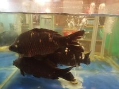 -大铁勺新津菜(迎水道店)