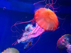 -海合安青岛极地海洋公园