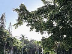 -深圳仙湖植物园