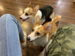 -柯斗斗主题餐厅·狗咖·围炉煮茶·茶饮(国瑞升平里店)