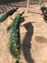 -萌宠亲子动物乐园(槐房万达店)