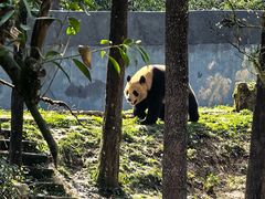 -中国大熊猫保护研究中心雅安碧峰峡基地