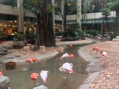 -白虎自助餐厅·真老虎·景观自助餐厅(广州长隆酒店)