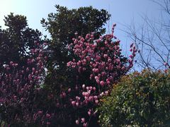 -龙头寺公园