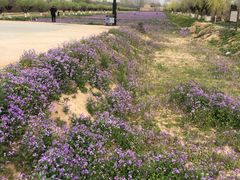 -汉长安城未央宫国家考古遗址公园