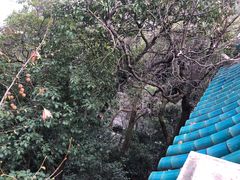 -武汉大学-樱园