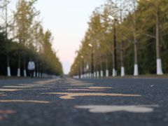 -黄海国家森林公园