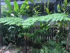 -Fern Forest Cafe