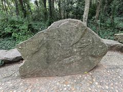 -上海佘山国家森林公园天马山园