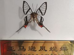 -上海昆虫博物馆