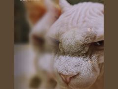 -藏猫猫咖啡主题馆(中央大道店)