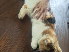 -猫岛主趣味餐厅(鼓浪屿店)