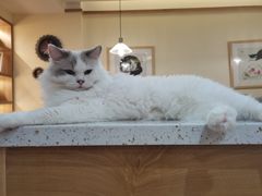 -滚猫咖啡·猫咖·猫友好撸猫(未来城店)