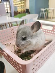 -Moni星球萌宠·小马宝莉·灵蛇·高端高阶全萌宠互动体验俱乐部(红豆国际广场店)