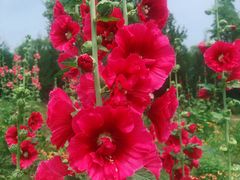 -永定河休闲森林公园