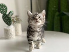 -喵zoo家庭繁育猫舍(尖东智能花园店)