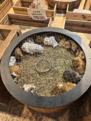 -酷嗒动物文化乐园(cutezoo西溪乐天城店)