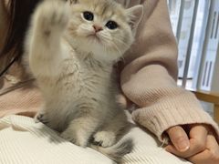 -东方名猫馆·英短金渐层布偶猫舍(环线广场1号楼店)