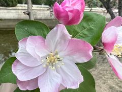 -海棠花溪(元大都城垣遗址公园)