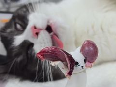 -贝康宠物医院·犬猫全科·小动物特色诊疗中心(东环路店)
