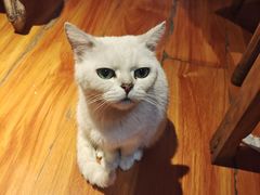 -猫小院猫主题餐厅(南锣旗舰店)