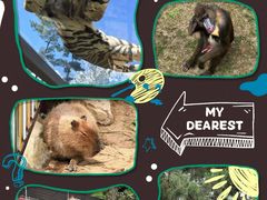 -西霞口神雕山野生动物世界