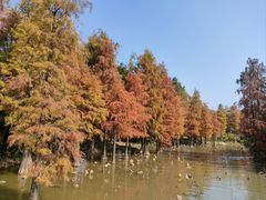 -海珠湖公园