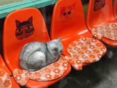 -猫咪博物馆(顶澳仔猫街店)