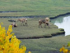 -溱湖国家湿地公园