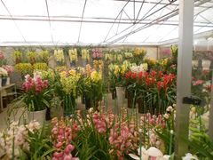 -三圣花乡旅游区