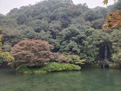 -阿巧茶庄