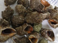 清蒸小海螺-北戴河庆山饭店·海鲜砂锅粥(北戴河黑石路店)