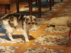 -猫猫幼稚园·撸猫·桌游·电玩