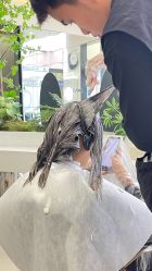 -BEAUTY HAIR GANO
