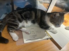 -李小姐の猫咖啡馆(五角场店)
