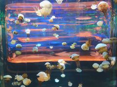 -石家庄海洋公园