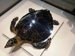 -青岛贝壳博物馆