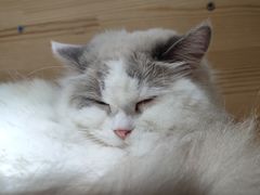 -滚猫咖啡·猫咖·猫友好撸猫(未来城店)
